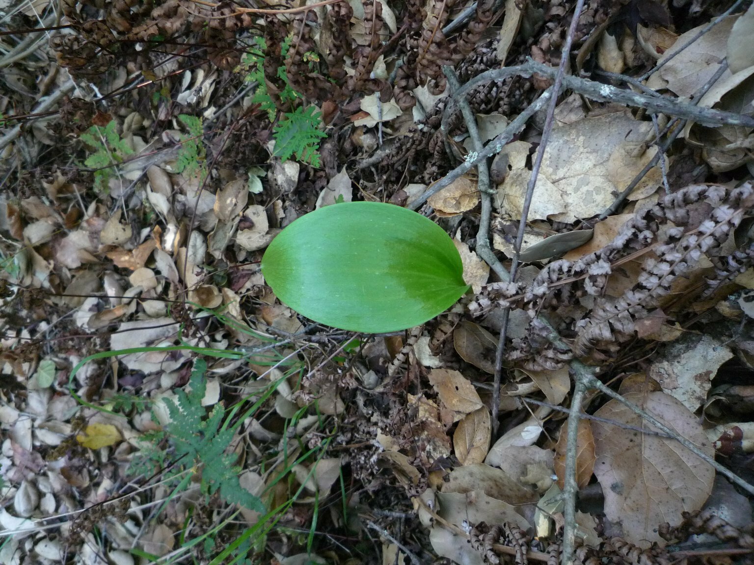 High Resolution Fritillaria ojaiensis Leaf